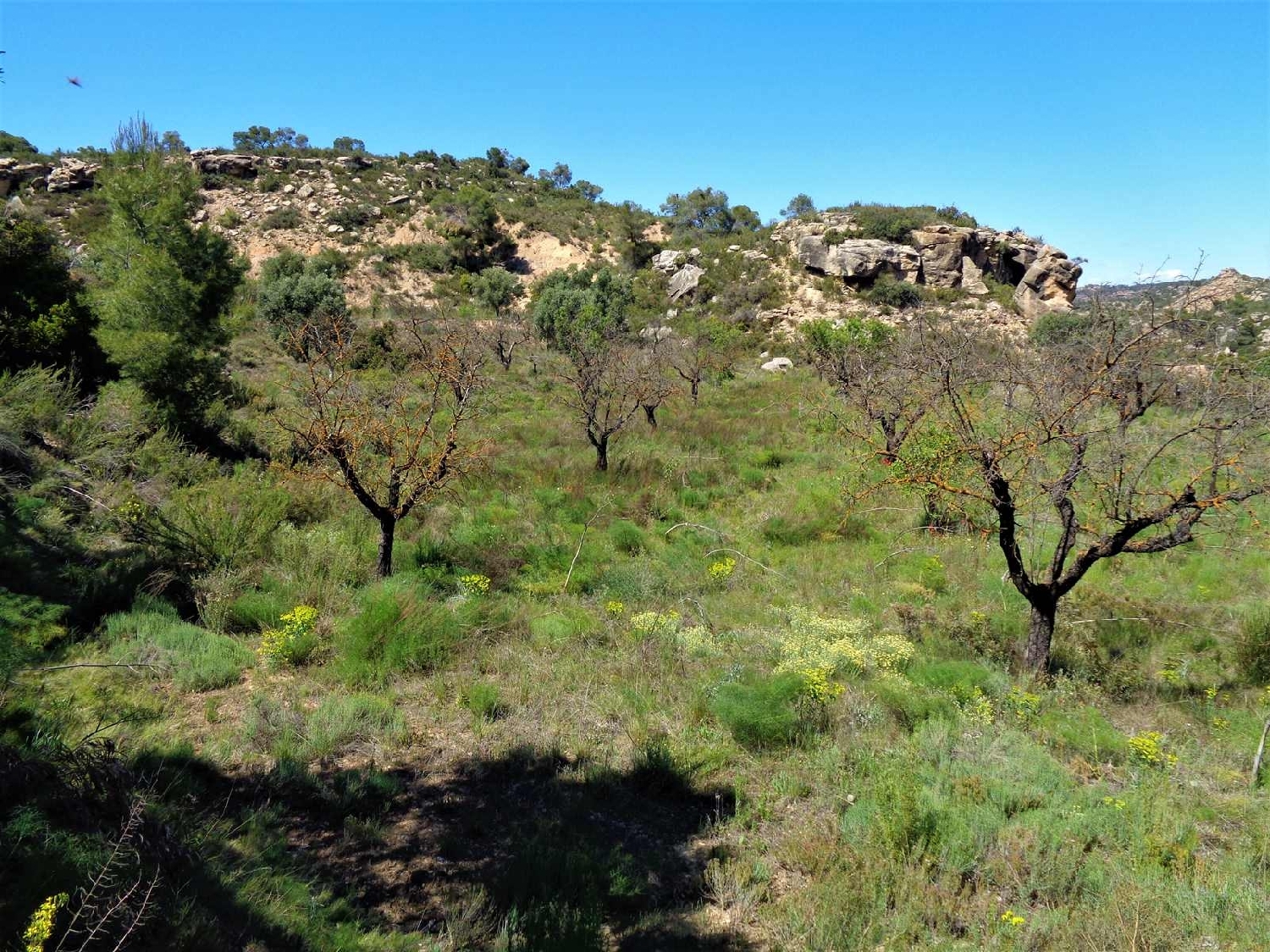  te koop boerderij Maella Bajo Aragón-Caspe 2