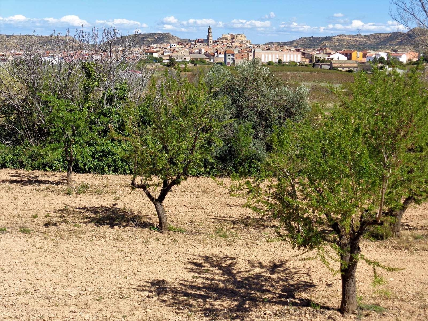  à vendre maison de campagne Maella Bajo Aragón-Caspe 6