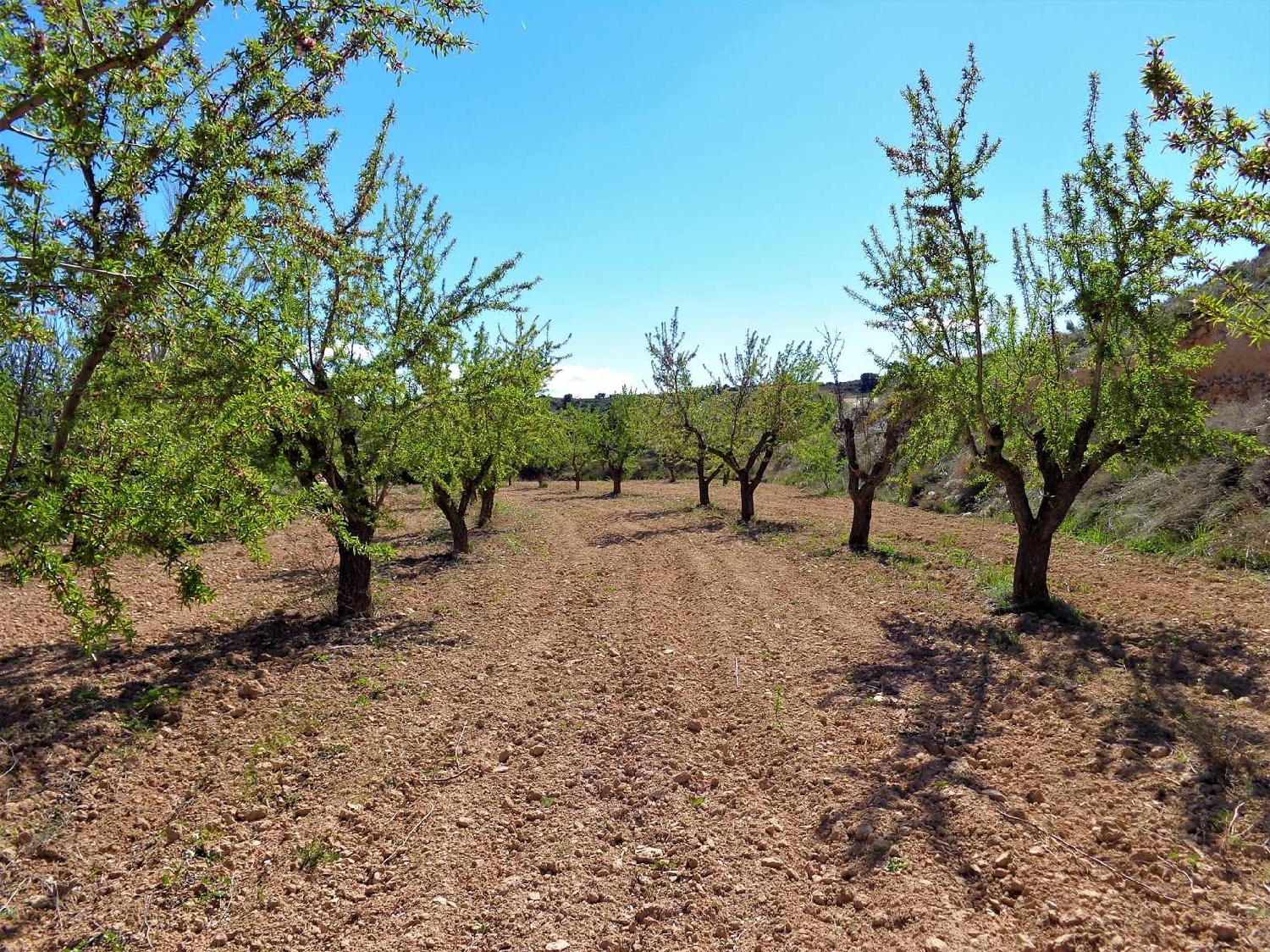  à vendre maison de campagne Maella Bajo Aragón-Caspe 9