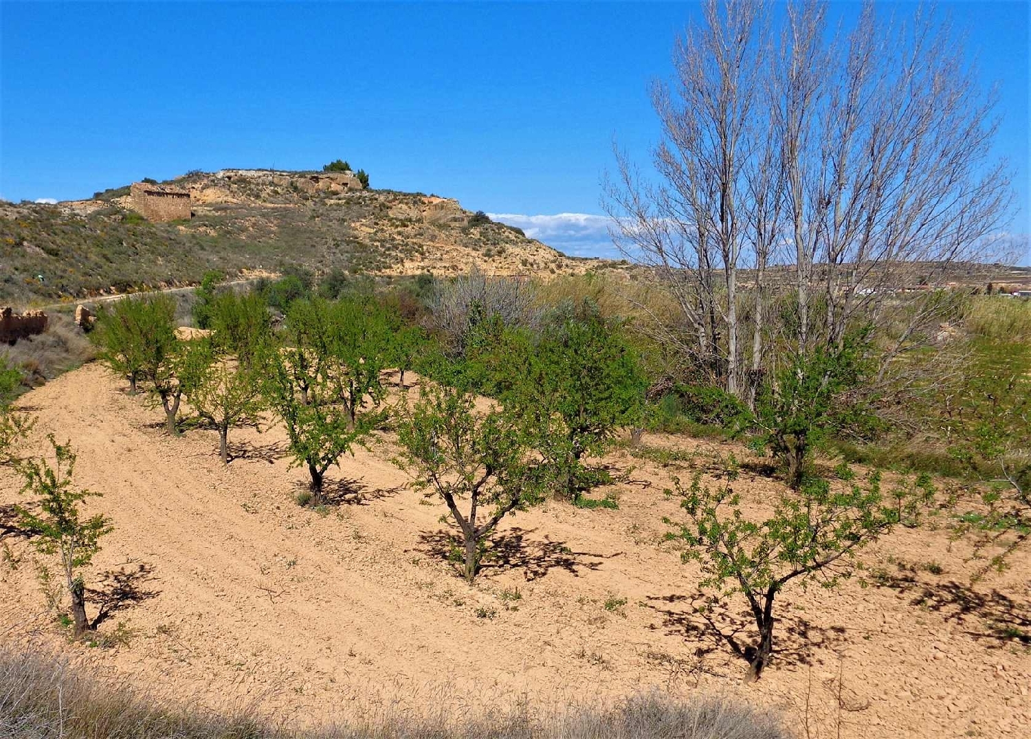  à vendre maison de campagne Maella Bajo Aragón-Caspe 5