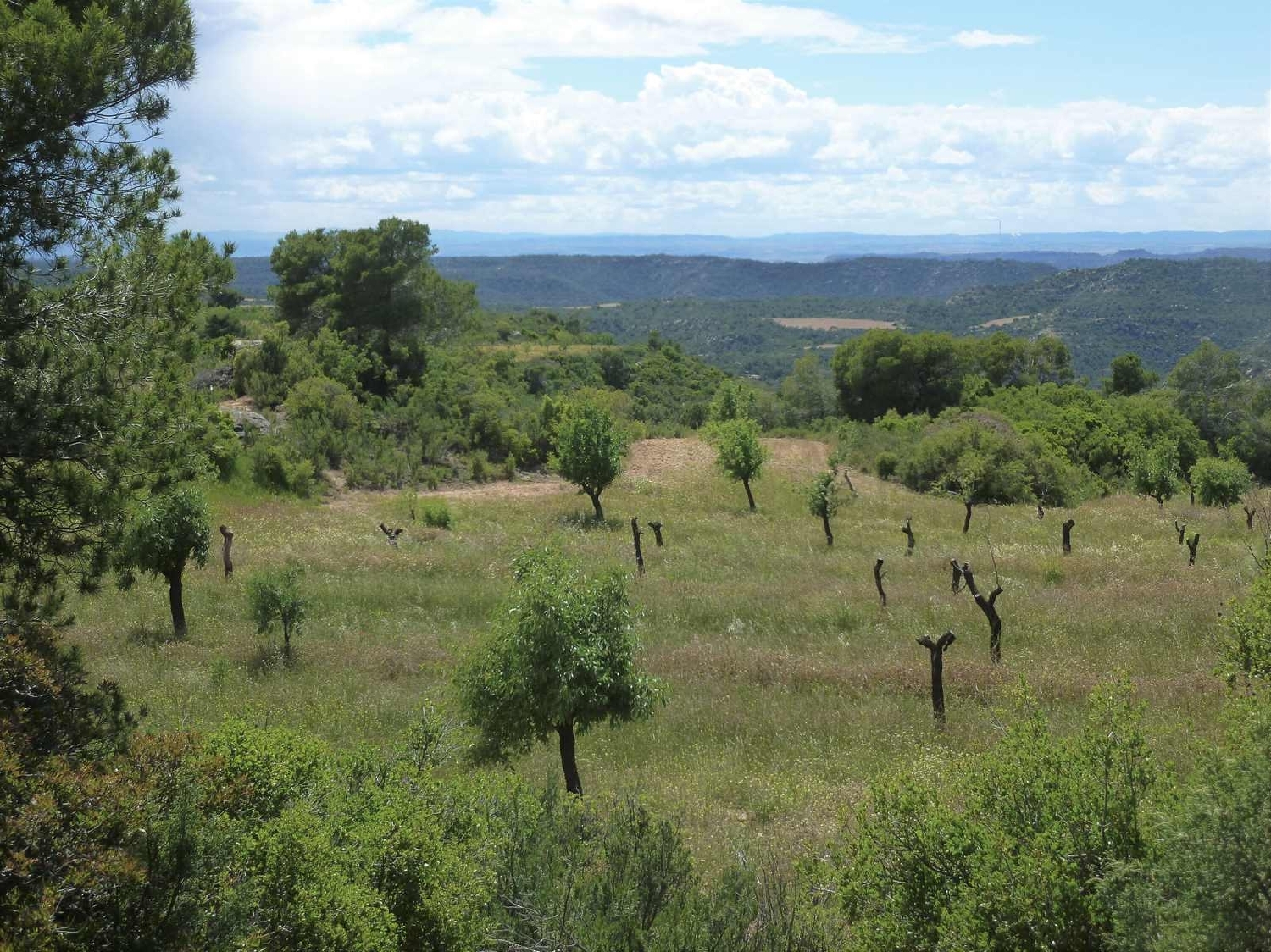 te koop boerderij Maella Bajo Aragón-Caspe 5