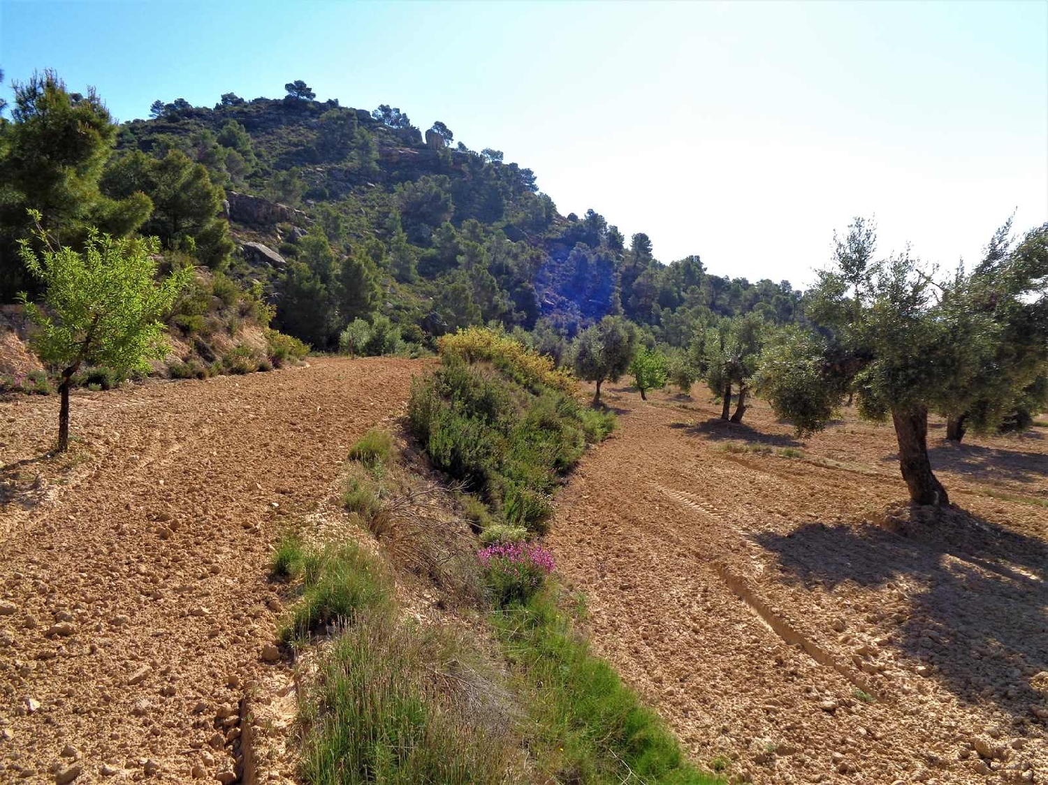  à vendre maison de campagne Maella Bajo Aragón-Caspe 12