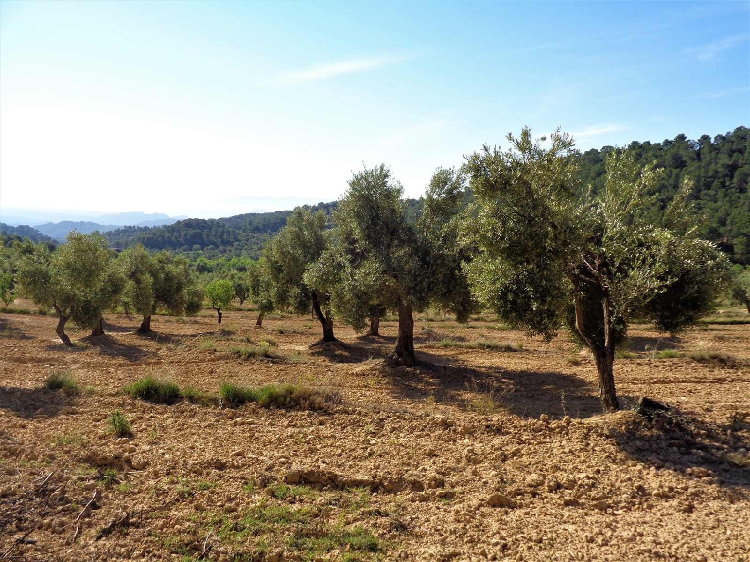  à vendre maison de campagne Maella Bajo Aragón-Caspe 13