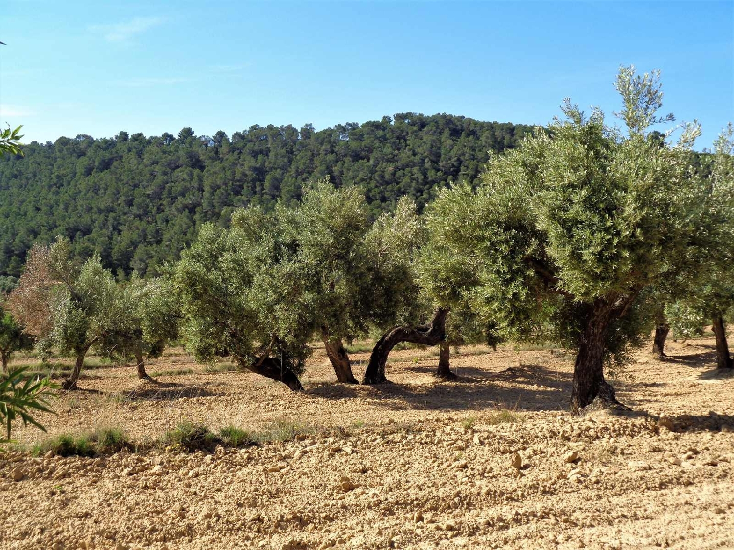  à vendre maison de campagne Maella Bajo Aragón-Caspe 15