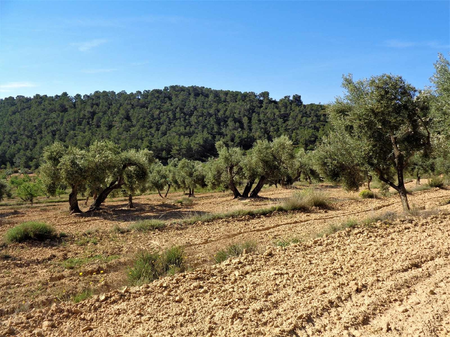  à vendre maison de campagne Maella Bajo Aragón-Caspe 14