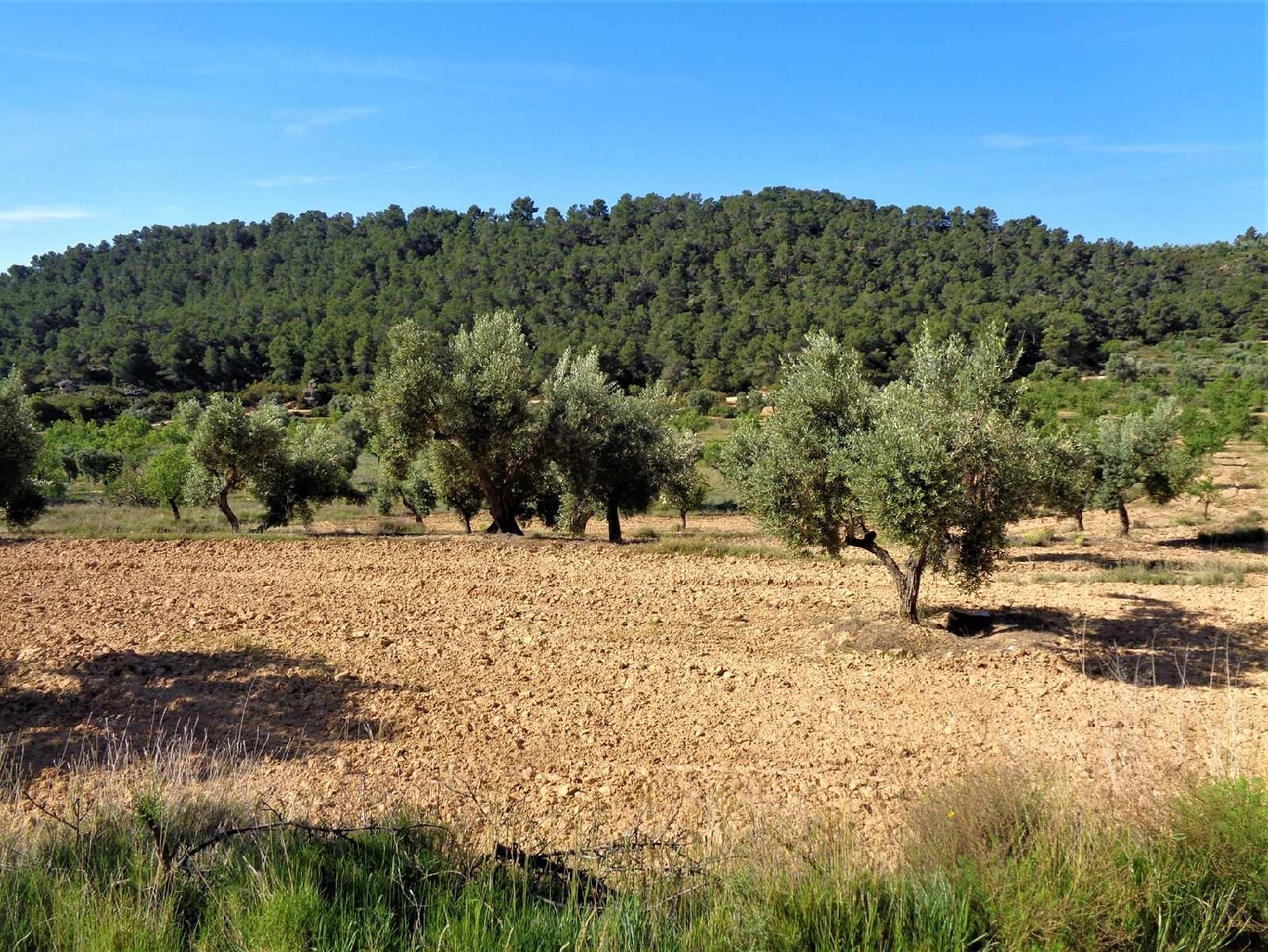  à vendre maison de campagne Maella Bajo Aragón-Caspe 10