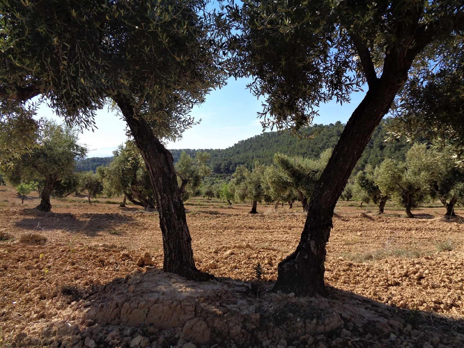  à vendre maison de campagne Maella Bajo Aragón-Caspe 9