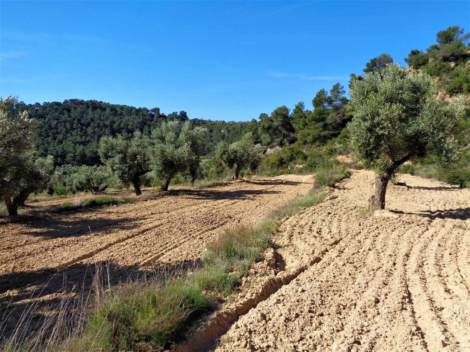  à vendre maison de campagne Maella Bajo Aragón-Caspe 11
