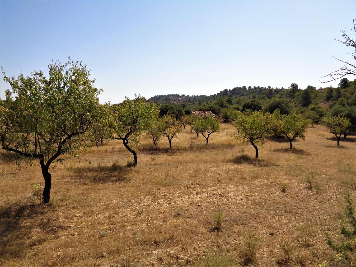  à vendre maison de campagne Maella Bajo Aragón-Caspe 3