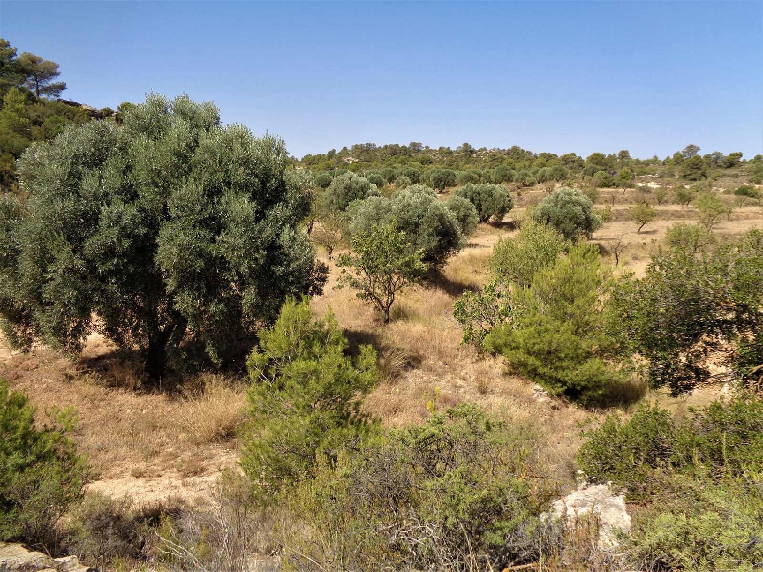  à vendre maison de campagne Maella Bajo Aragón-Caspe 13