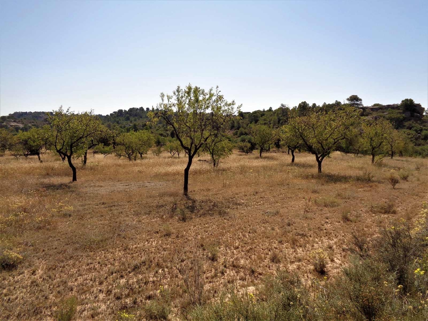  à vendre maison de campagne Maella Bajo Aragón-Caspe 2