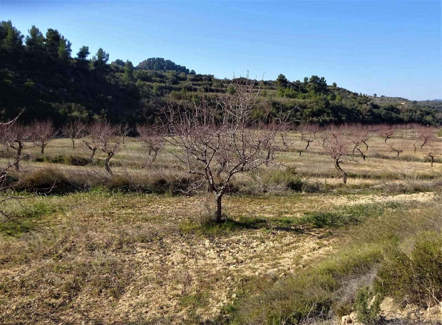  à vendre maison de campagne Maella Bajo Aragón-Caspe 10