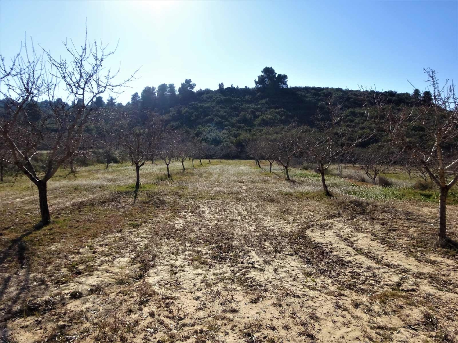  à vendre maison de campagne Maella Bajo Aragón-Caspe 9