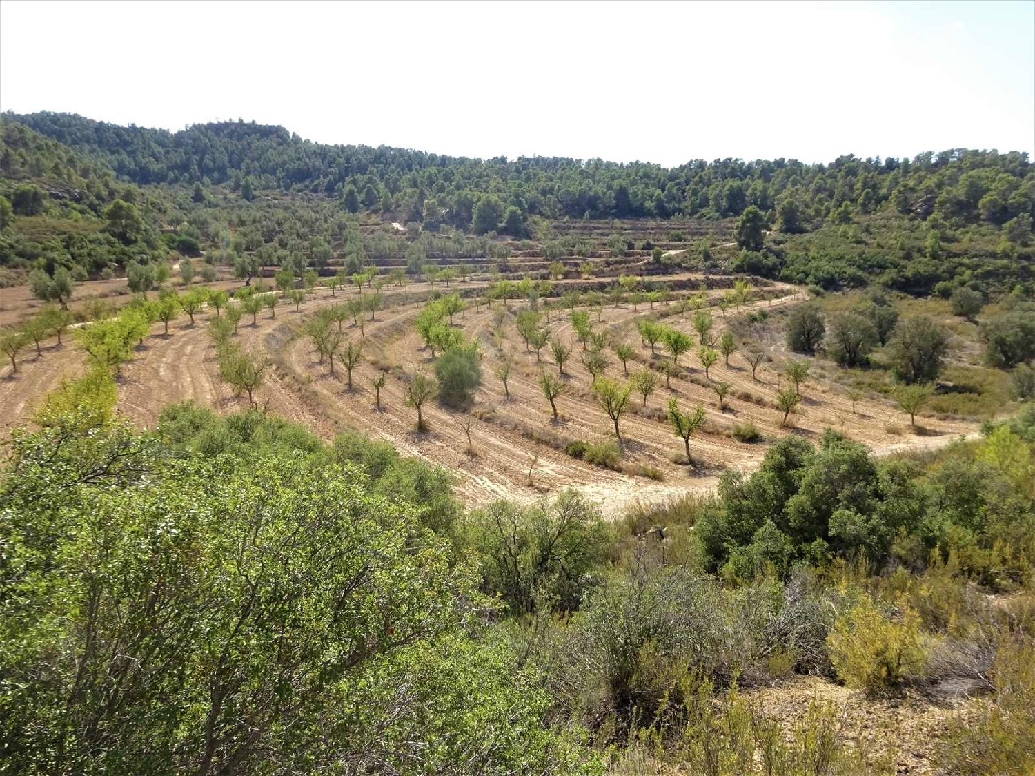  à vendre maison de campagne Maella Bajo Aragón-Caspe 2