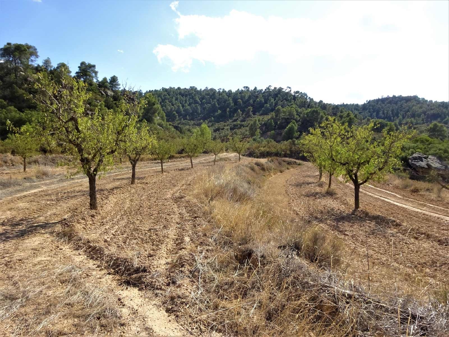  à vendre maison de campagne Maella Bajo Aragón-Caspe 4