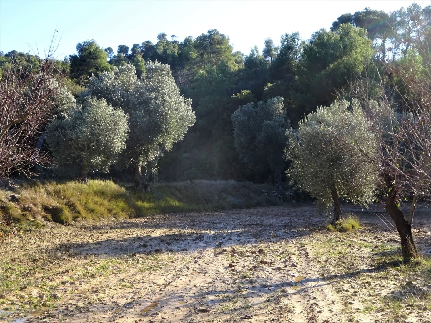  te koop boerderij Maella Bajo Aragón-Caspe 14