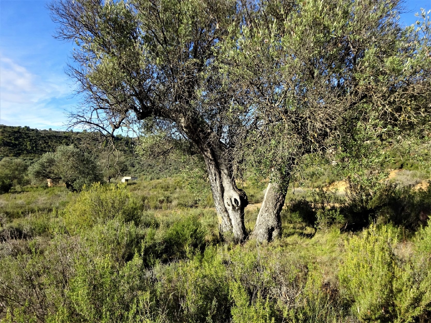  te koop boerderij Maella Bajo Aragón-Caspe 8
