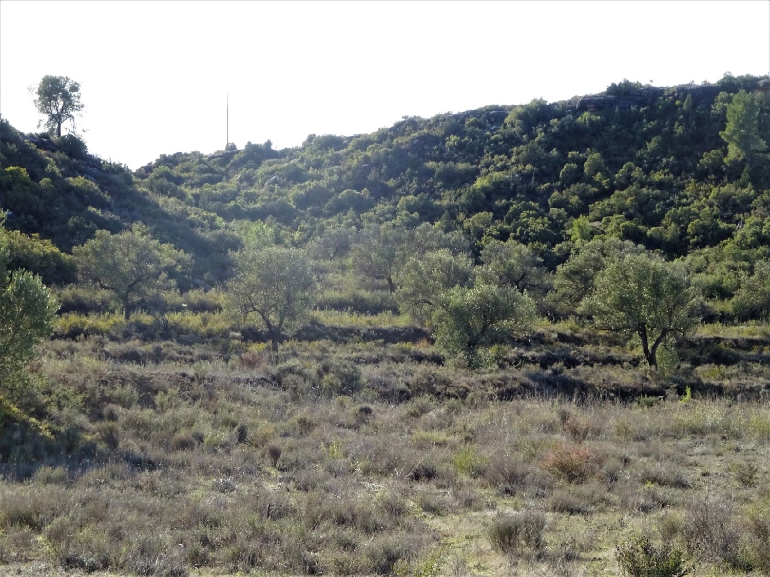  te koop boerderij Maella Bajo Aragón-Caspe 11