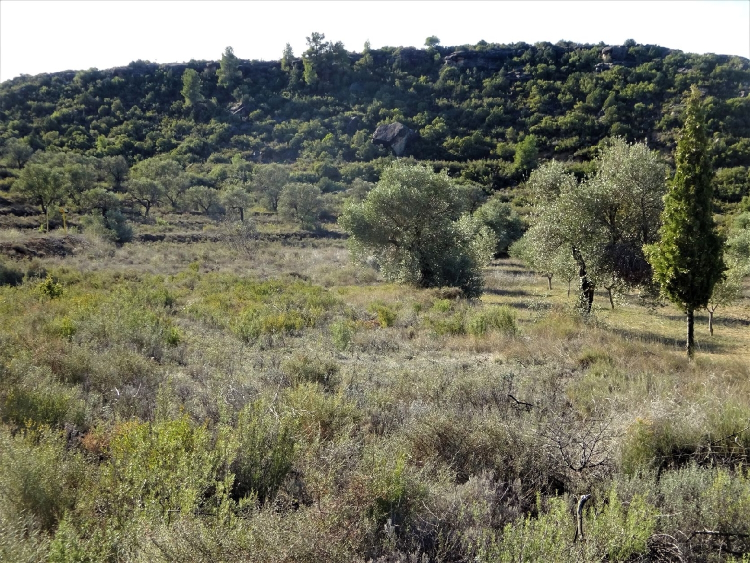  te koop boerderij Maella Bajo Aragón-Caspe 10