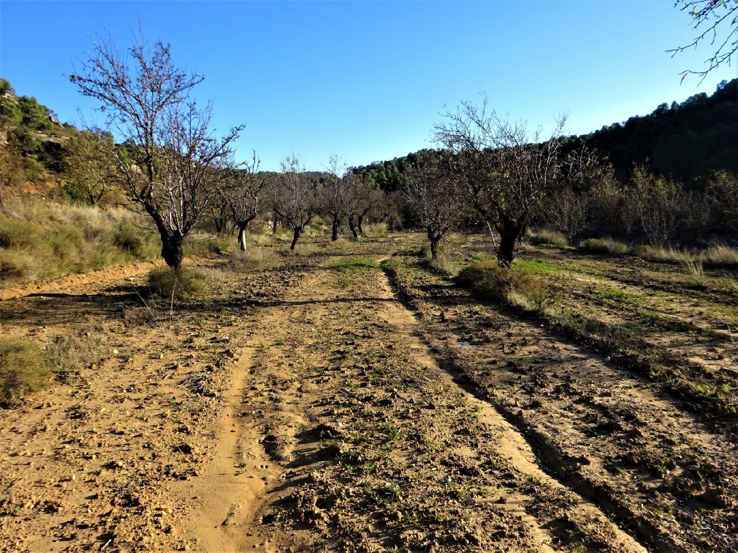  te koop boerderij Maella Bajo Aragón-Caspe 15