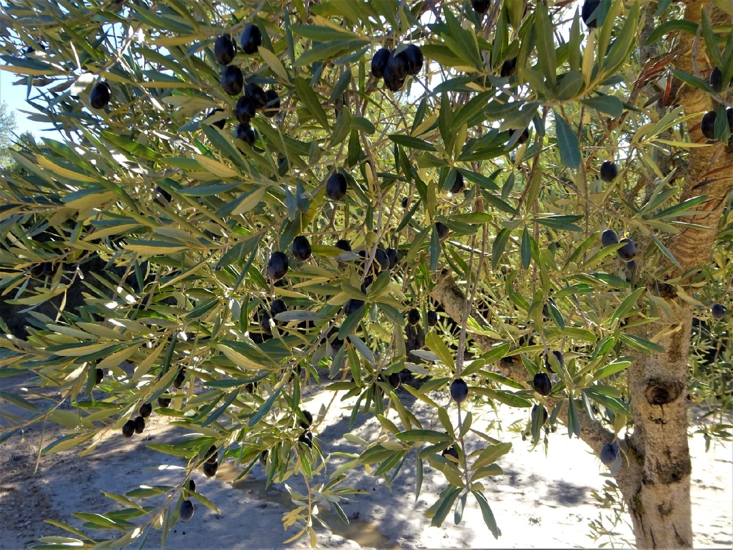  à vendre maison de campagne Maella Bajo Aragón-Caspe 15