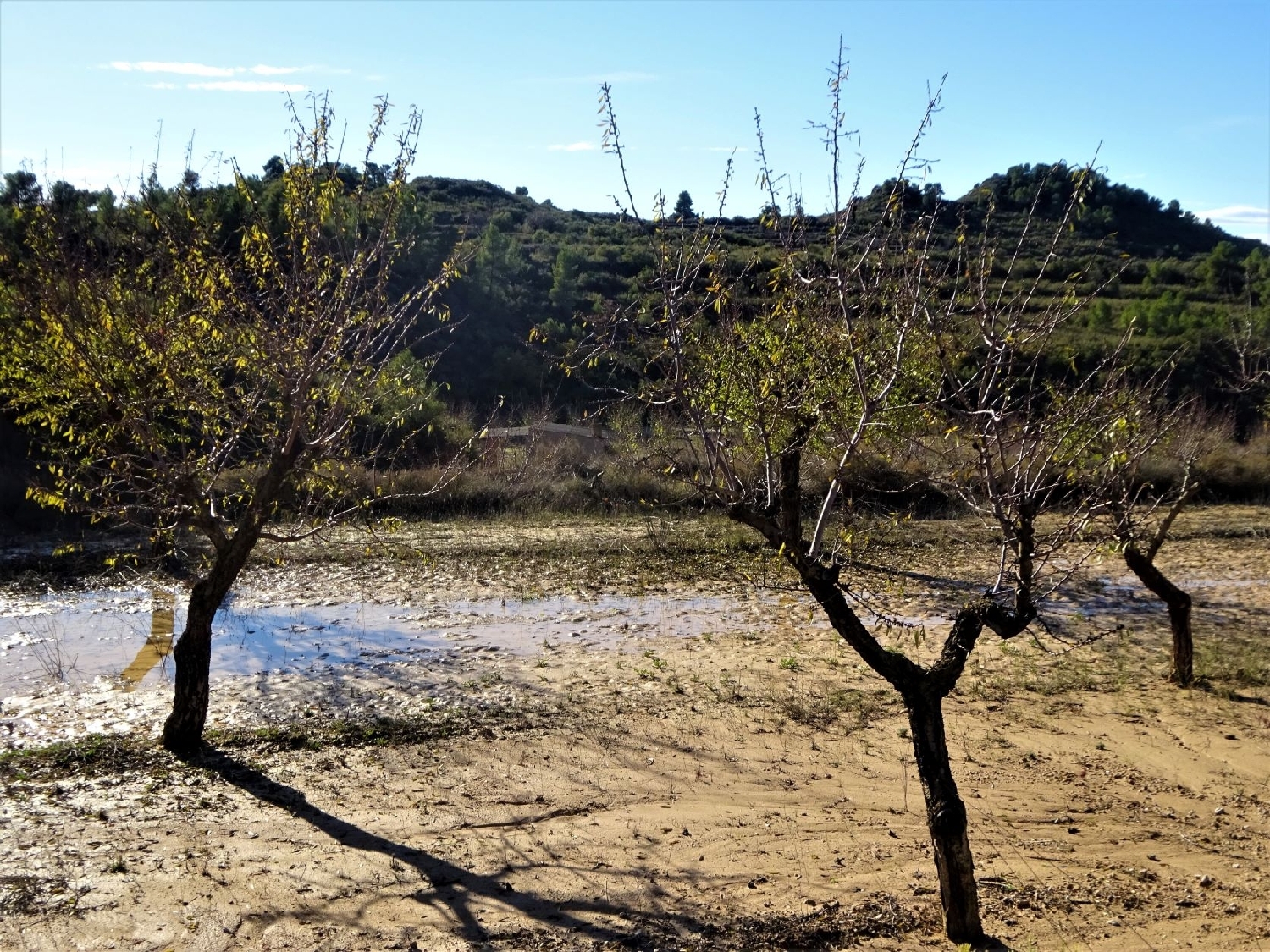  à vendre maison de campagne Maella Bajo Aragón-Caspe 3