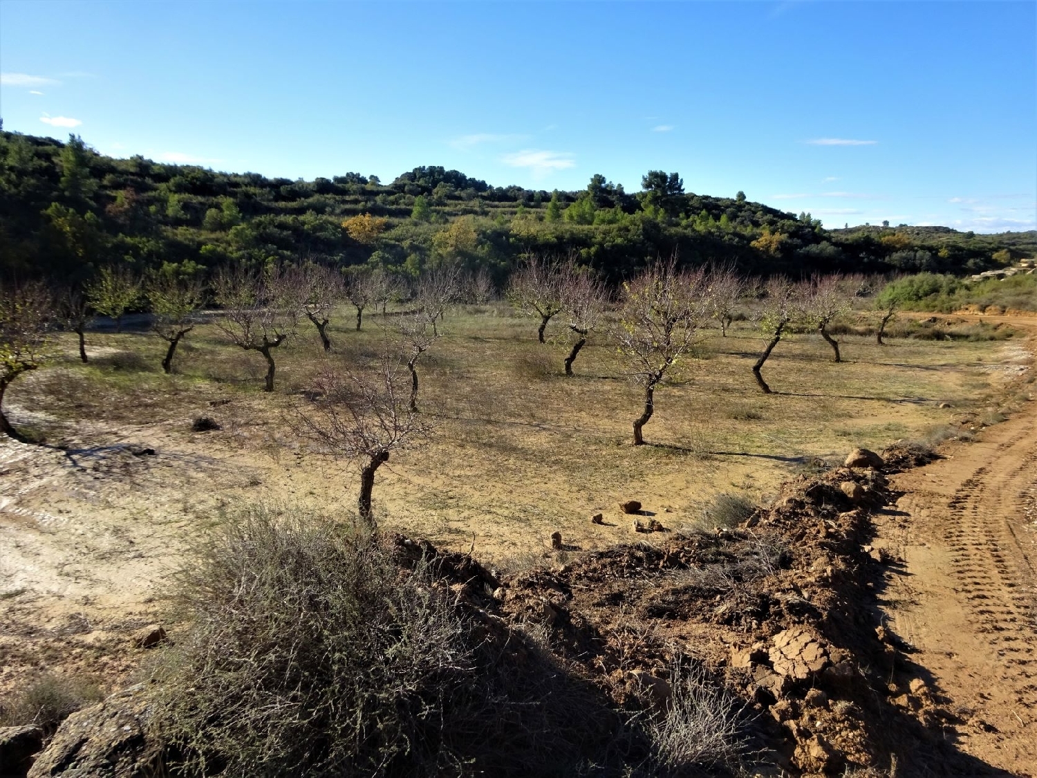  à vendre maison de campagne Maella Bajo Aragón-Caspe 7