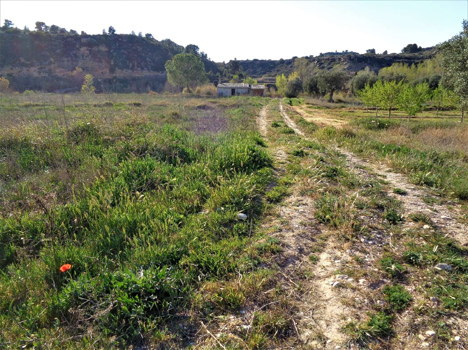  à vendre maison de campagne Maella Bajo Aragón-Caspe 15