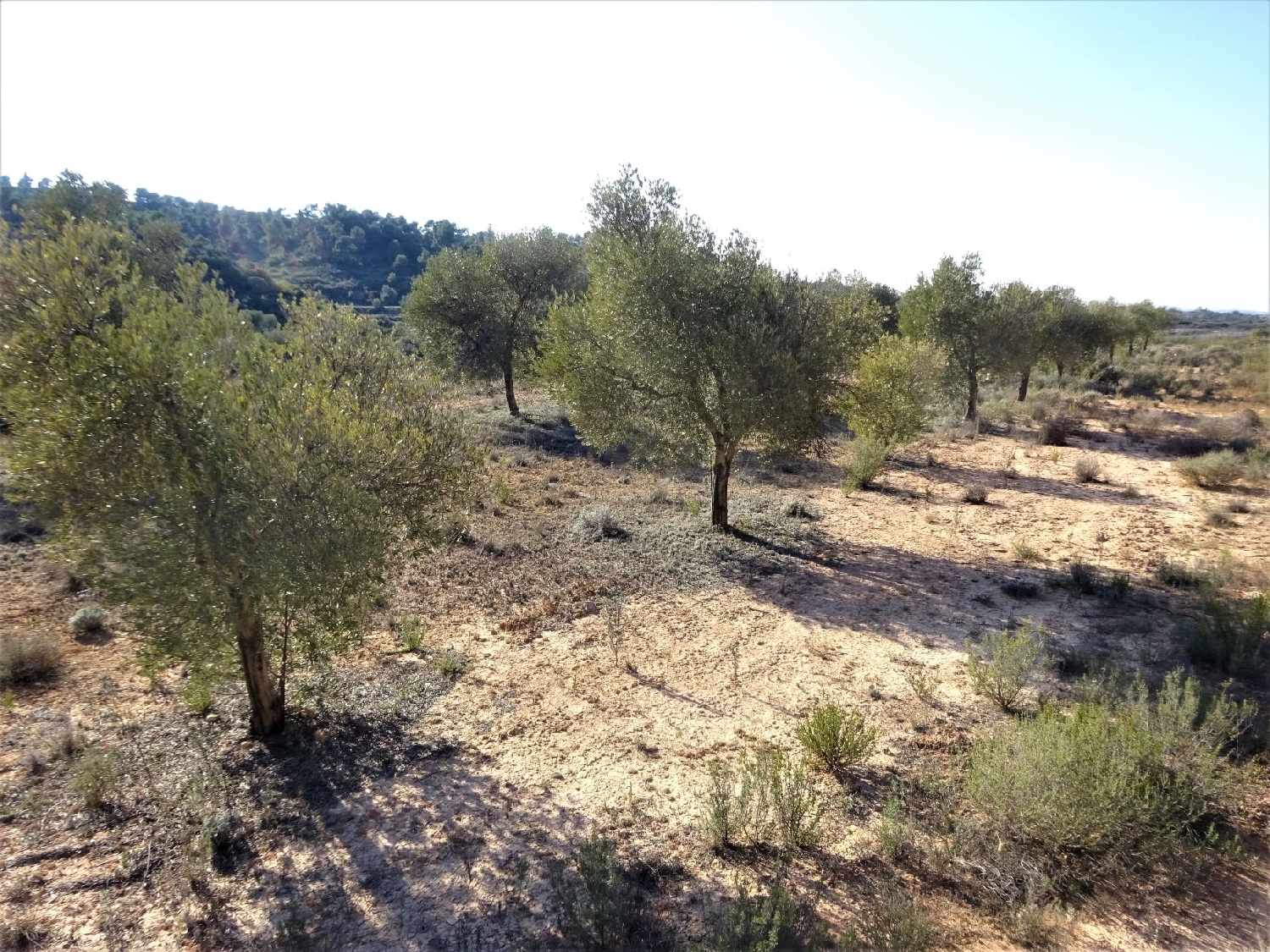  à vendre maison de campagne Maella Bajo Aragón-Caspe 15