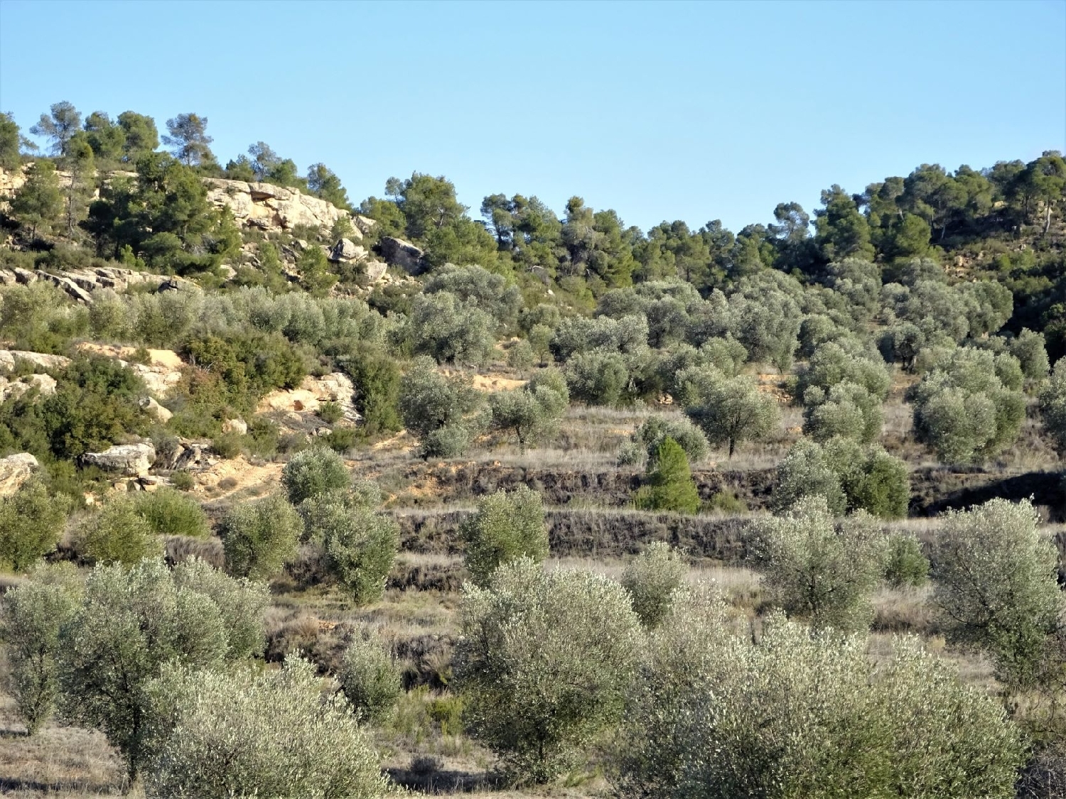  à vendre maison de campagne Maella Bajo Aragón-Caspe 10