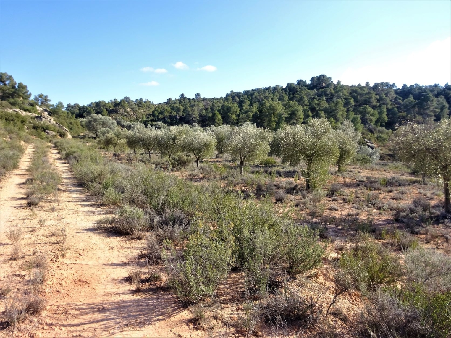  à vendre maison de campagne Maella Bajo Aragón-Caspe 14