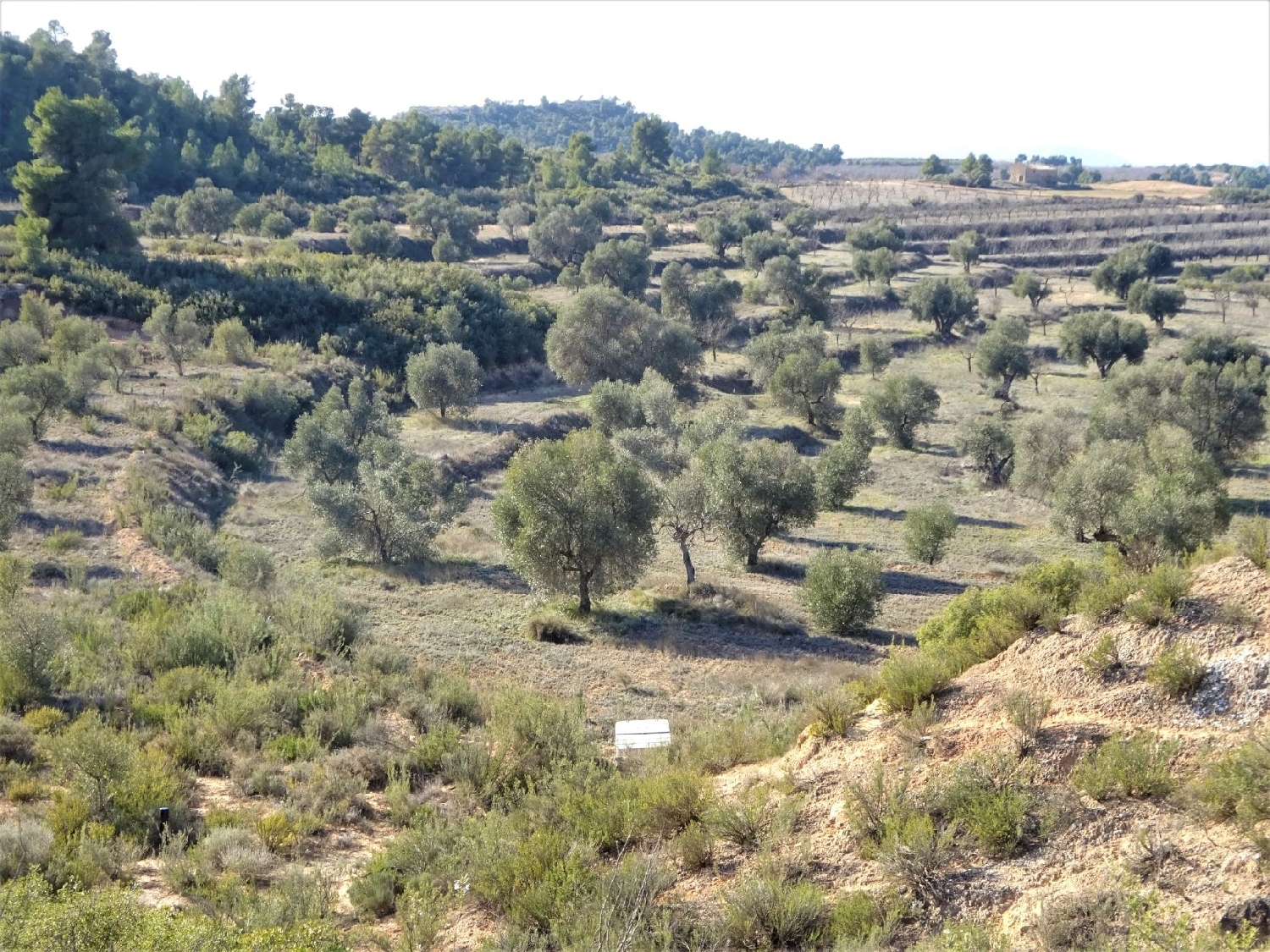  à vendre maison de campagne Maella Bajo Aragón-Caspe 12