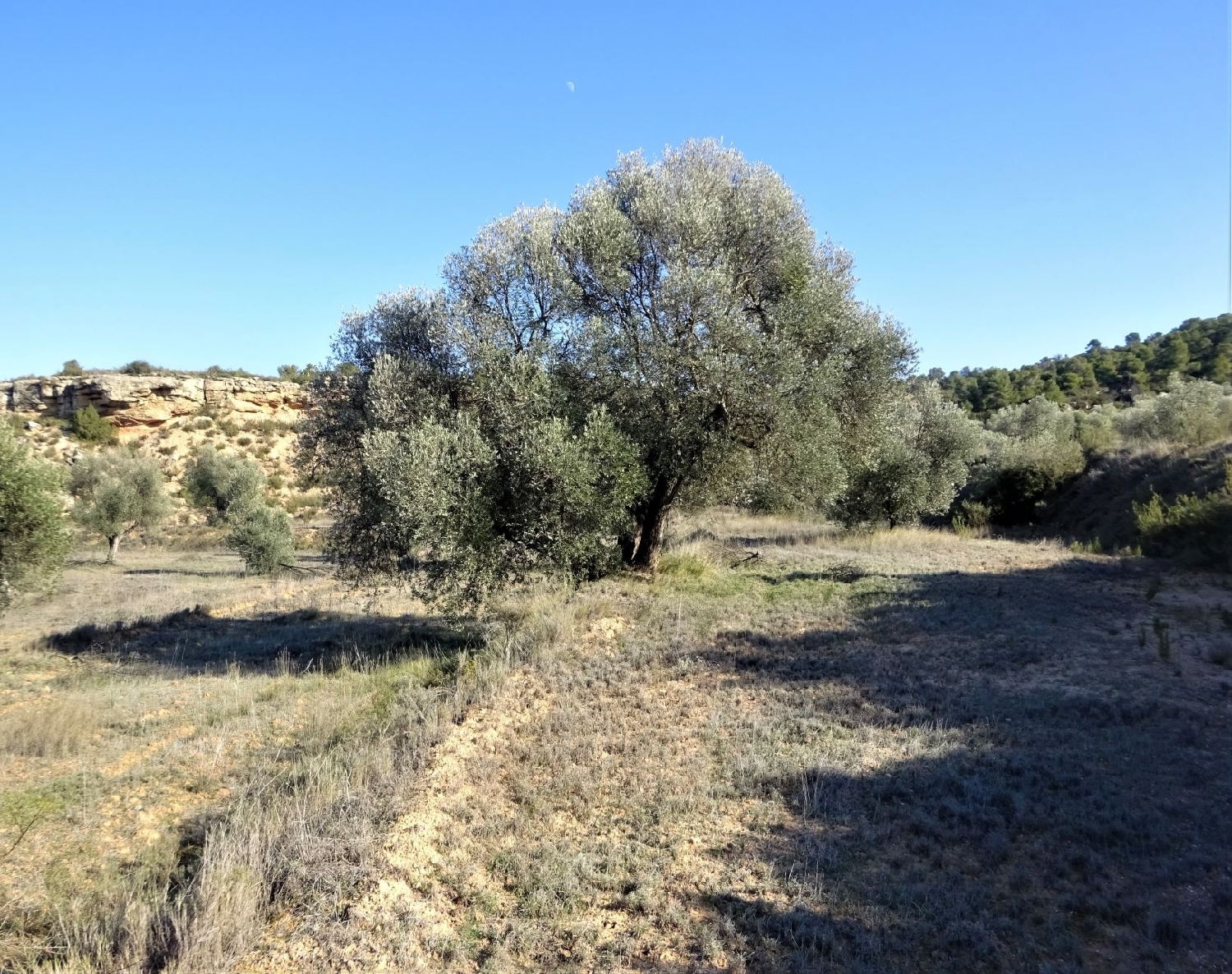  à vendre maison de campagne Maella Bajo Aragón-Caspe 6