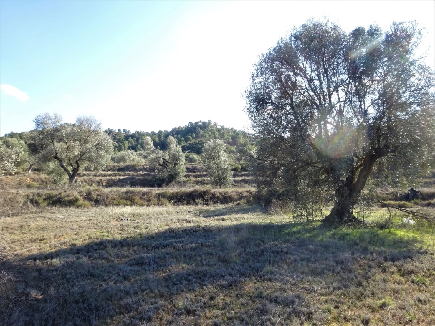  à vendre maison de campagne Maella Bajo Aragón-Caspe 8