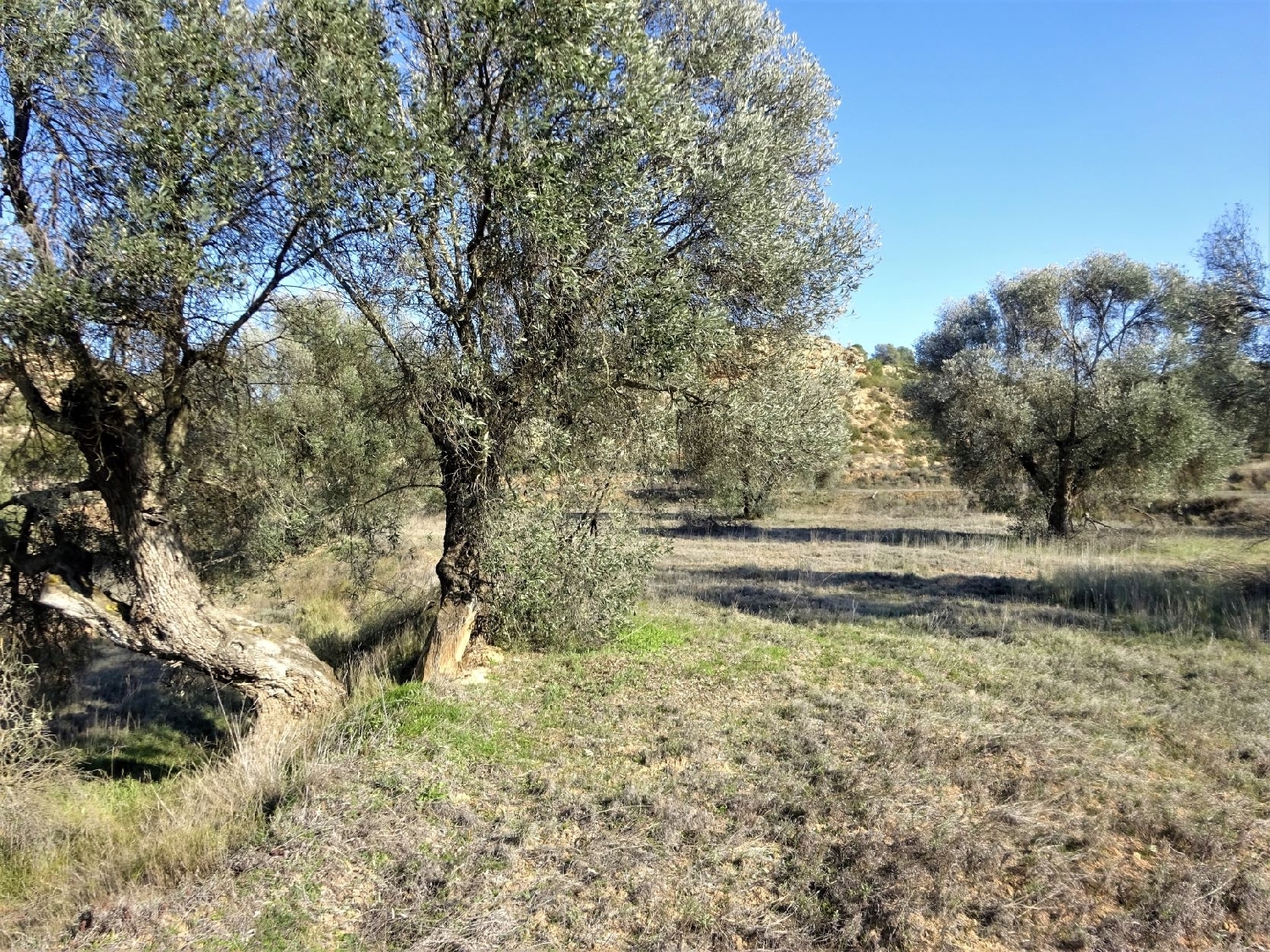  à vendre maison de campagne Maella Bajo Aragón-Caspe 7