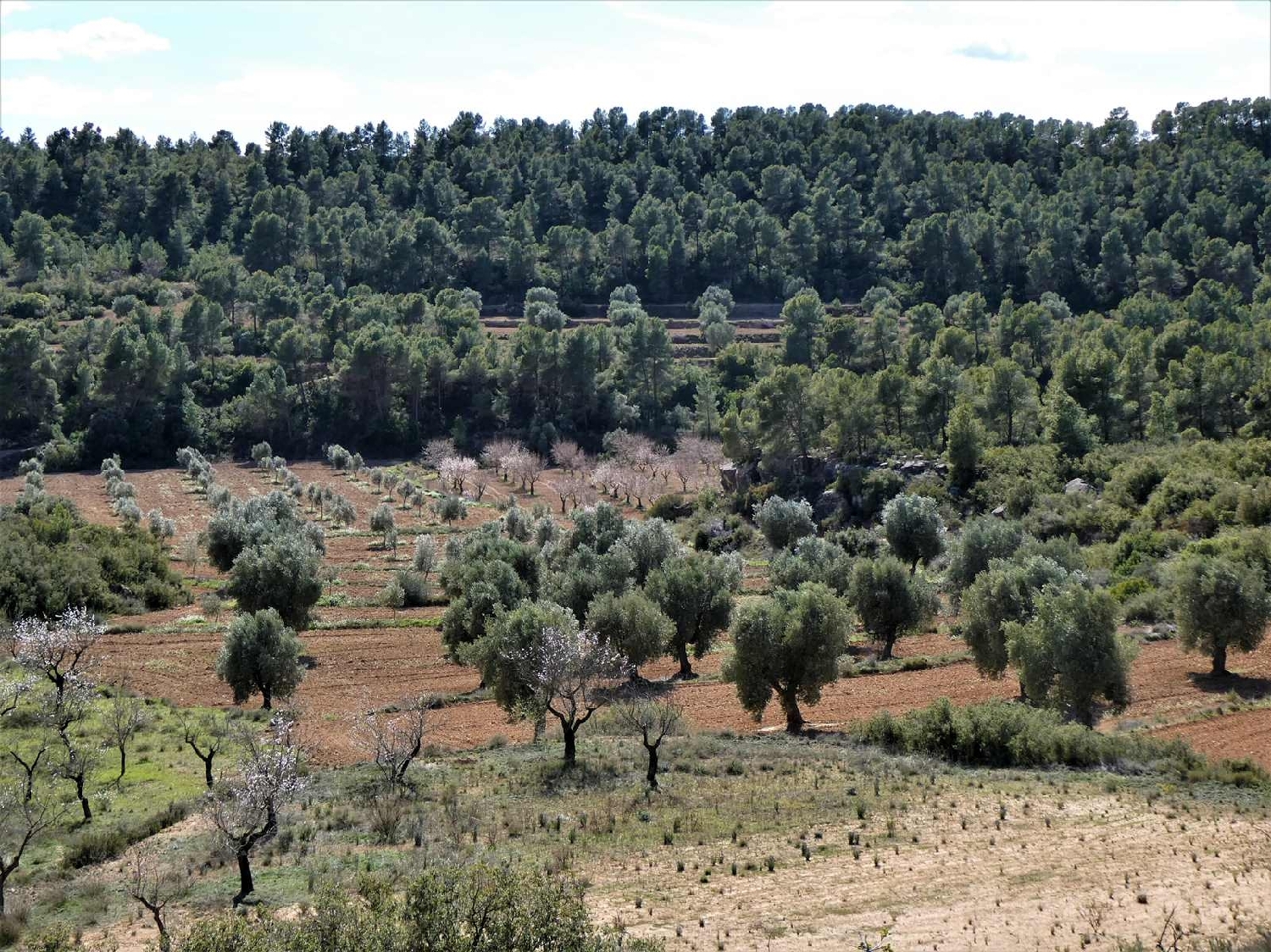  à vendre maison de campagne Maella Bajo Aragón-Caspe 12