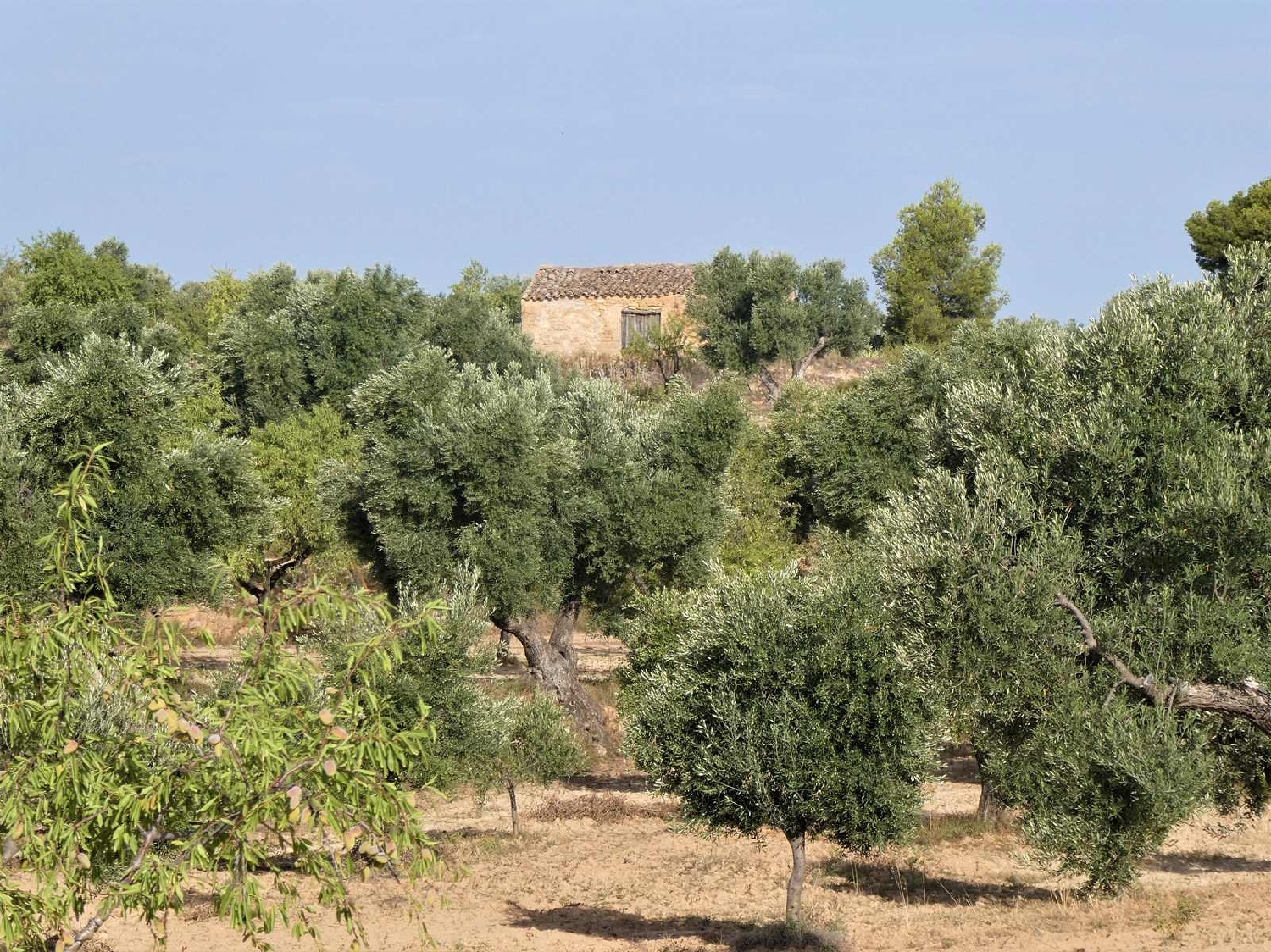  kaufen Landhaus Maella Bajo Aragón-Caspe 1