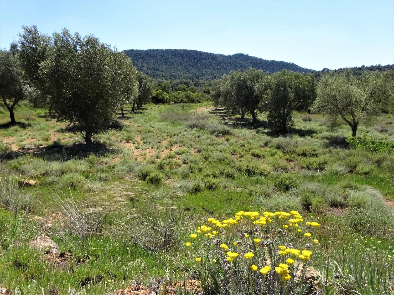  kaufen Landhaus Maella Bajo Aragón-Caspe 7