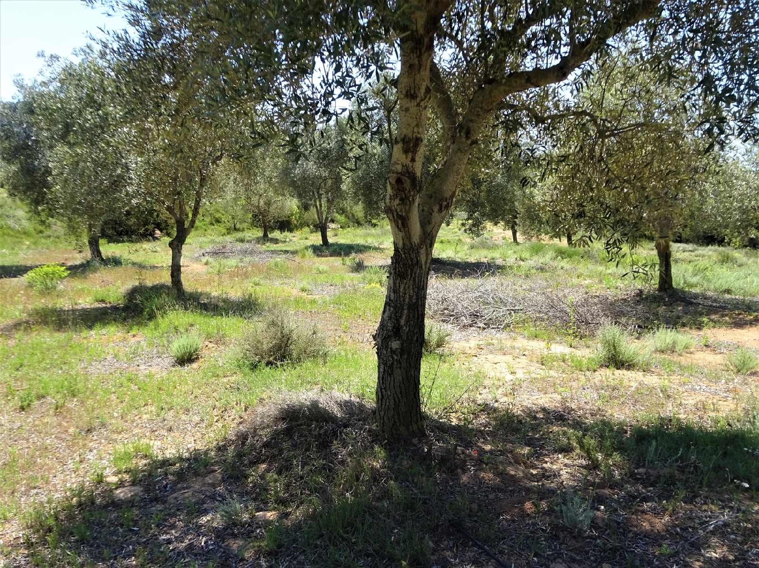  kaufen Landhaus Maella Bajo Aragón-Caspe 11