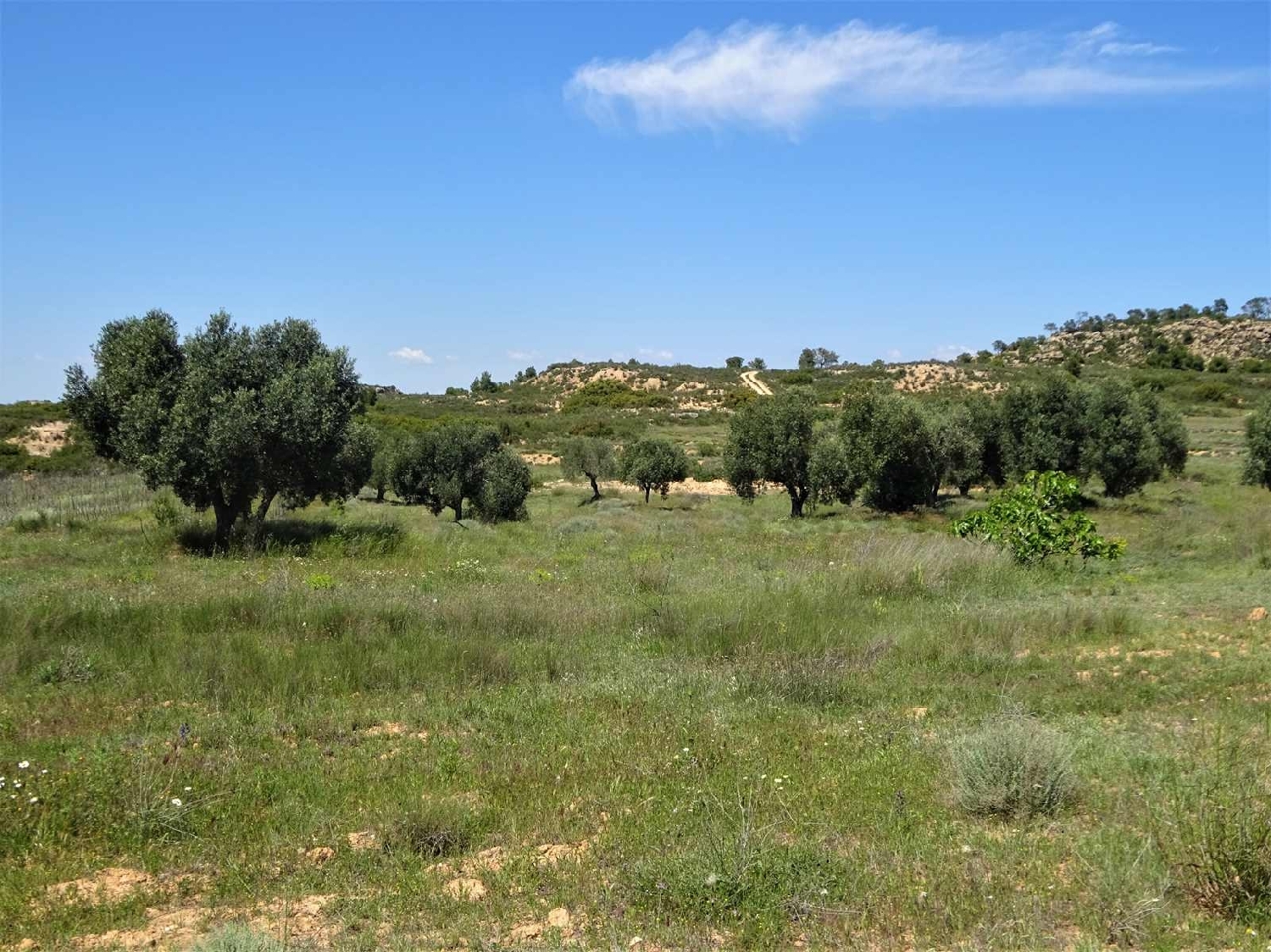  kaufen Landhaus Maella Bajo Aragón-Caspe 14
