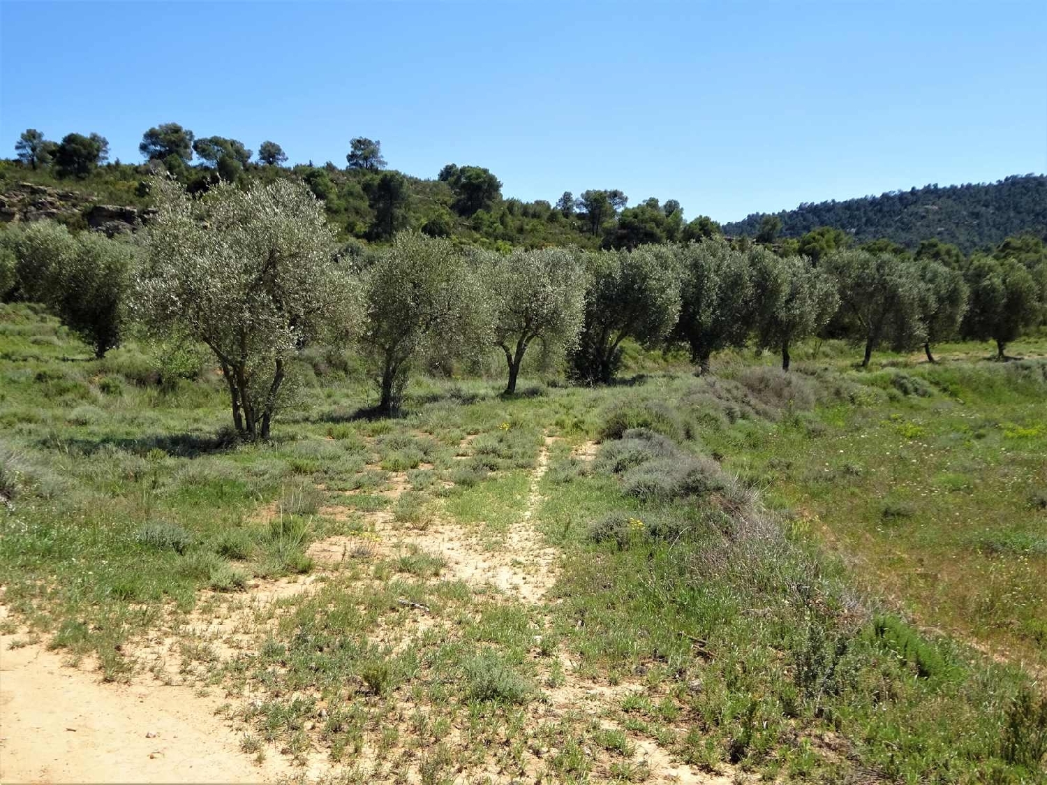  kaufen Landhaus Maella Bajo Aragón-Caspe 8