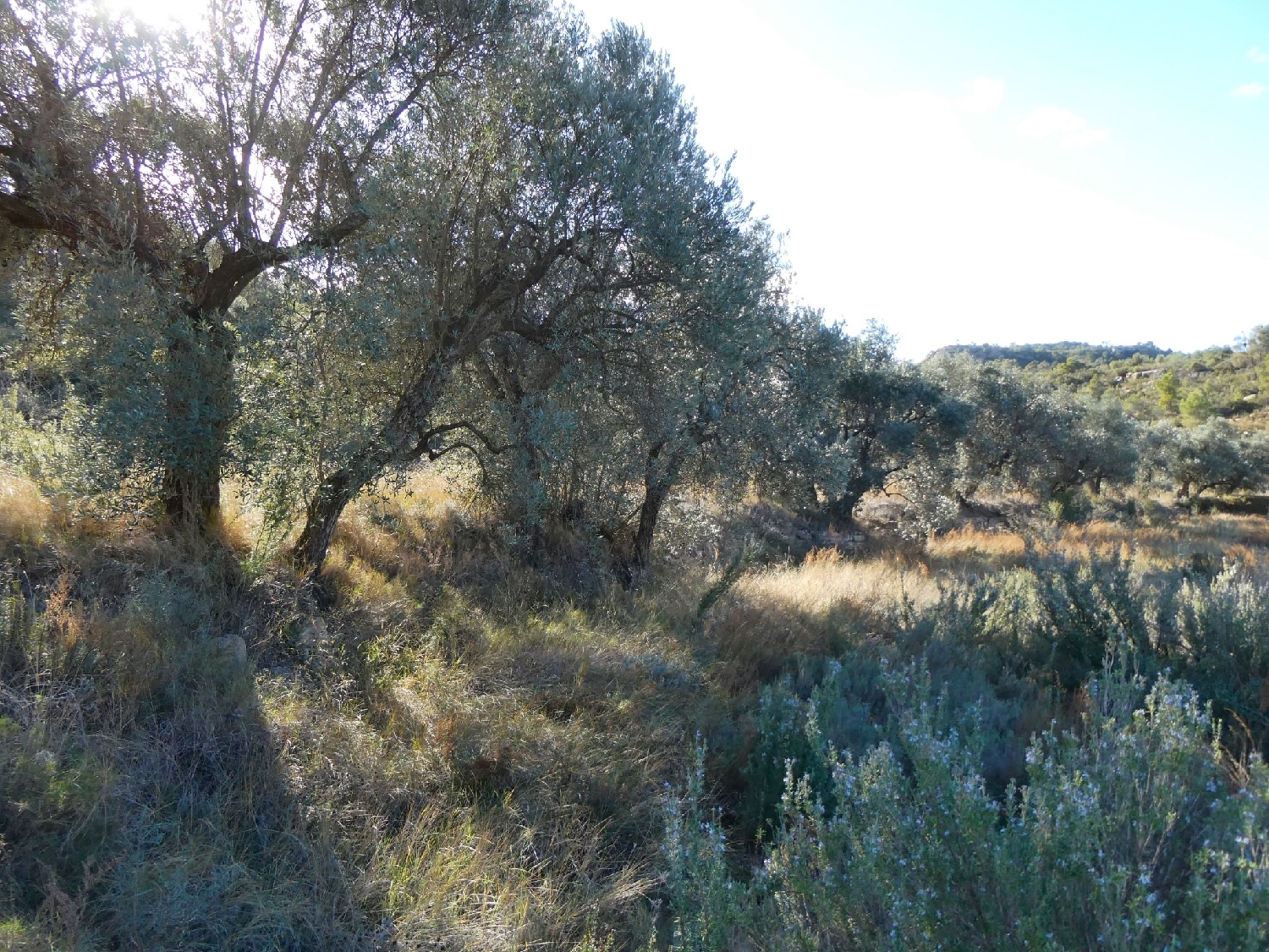  à vendre maison de campagne Maella Bajo Aragón-Caspe 14