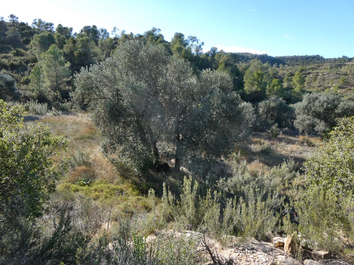  à vendre maison de campagne Maella Bajo Aragón-Caspe 7