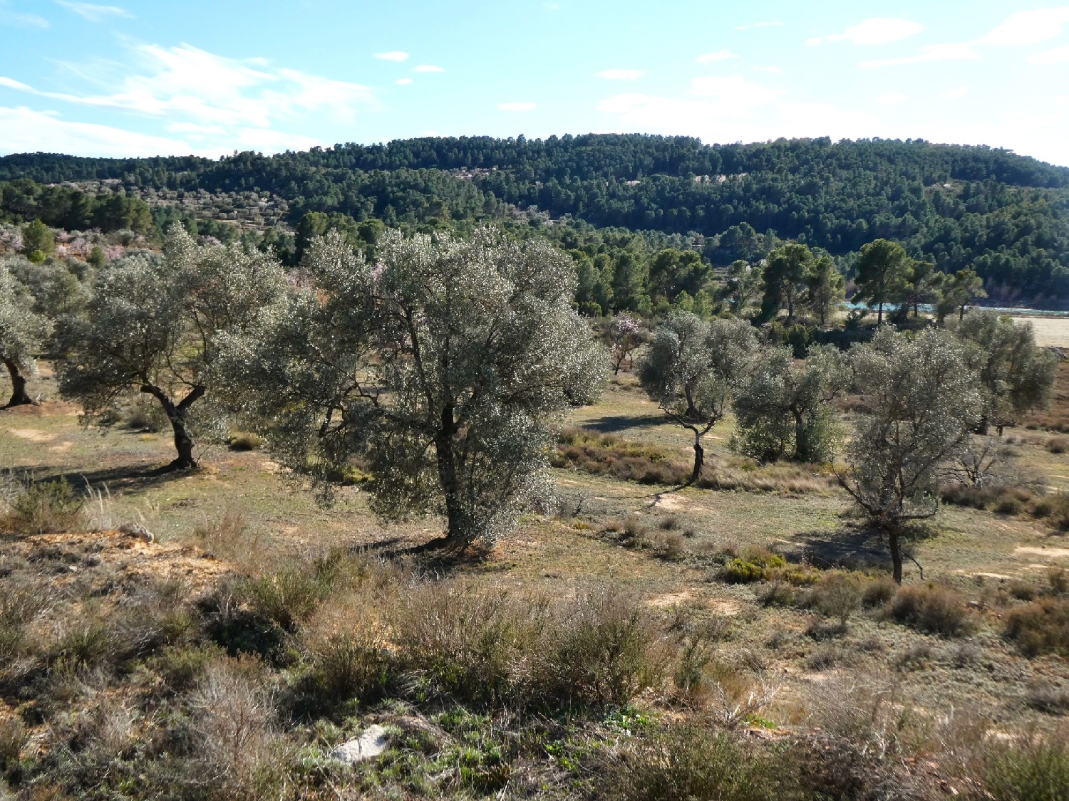  kaufen Landhaus Maella Bajo Aragón-Caspe 7