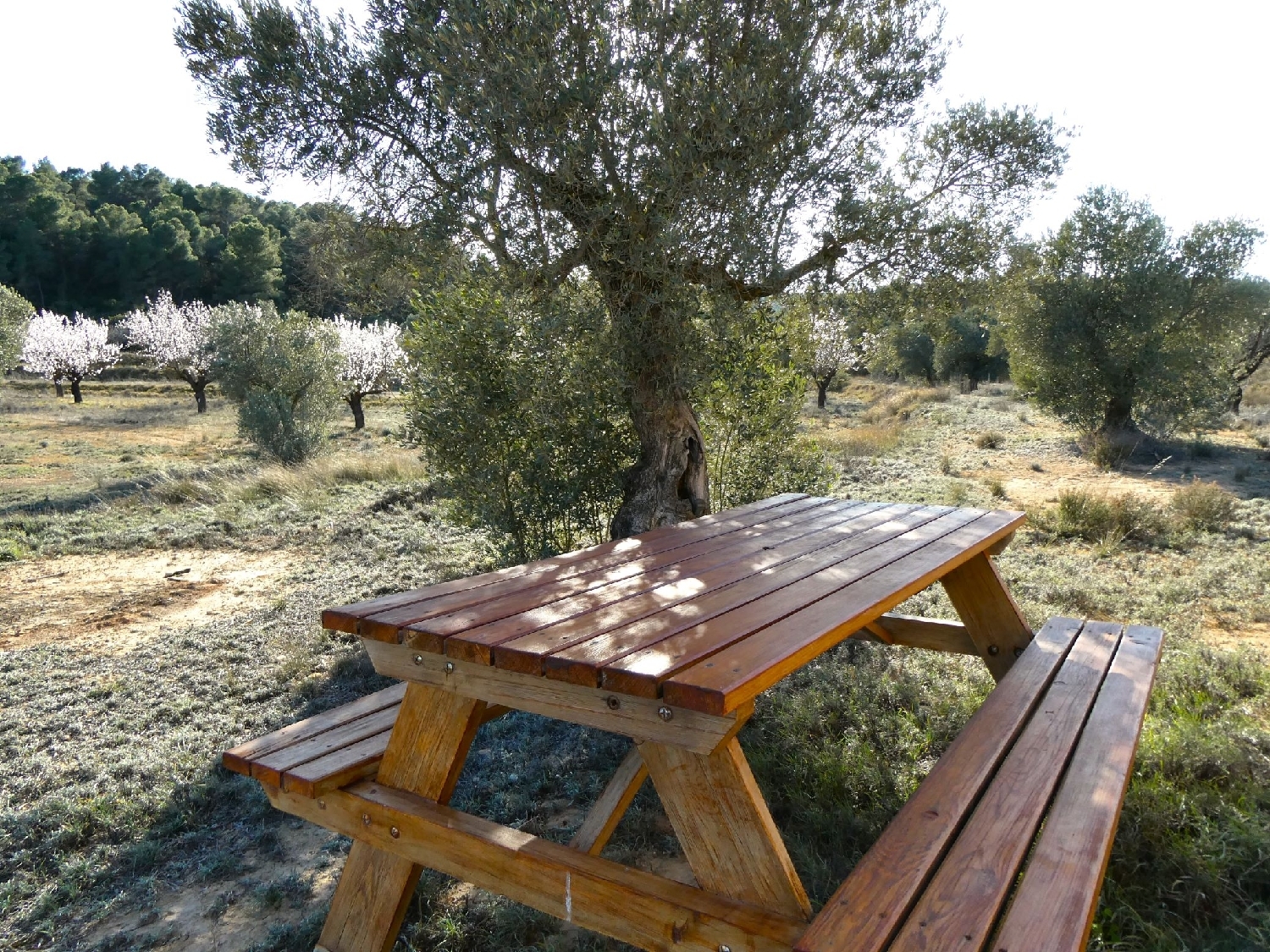  kaufen Landhaus Maella Bajo Aragón-Caspe 11