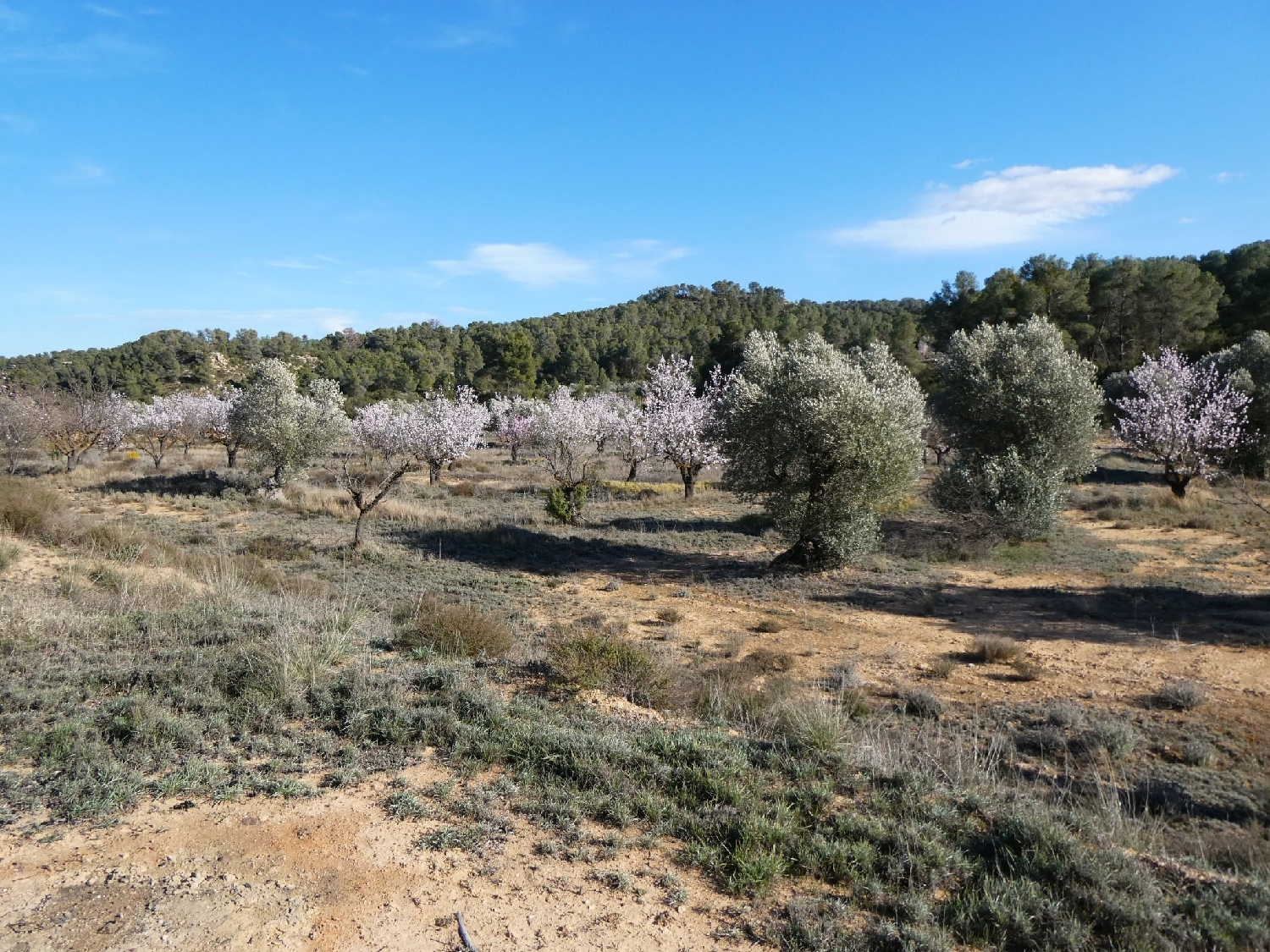  kaufen Landhaus Maella Bajo Aragón-Caspe 9
