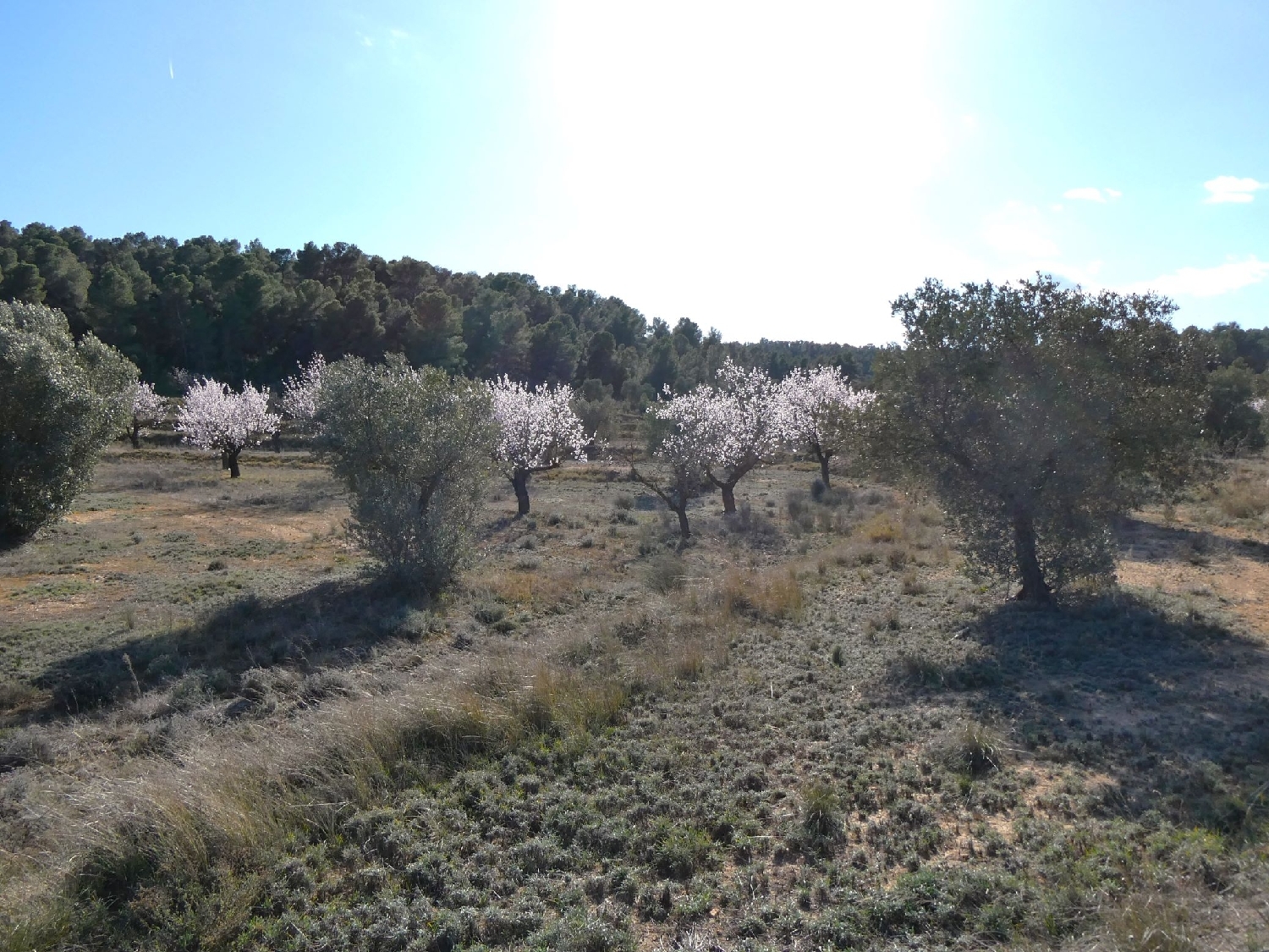  kaufen Landhaus Maella Bajo Aragón-Caspe 10