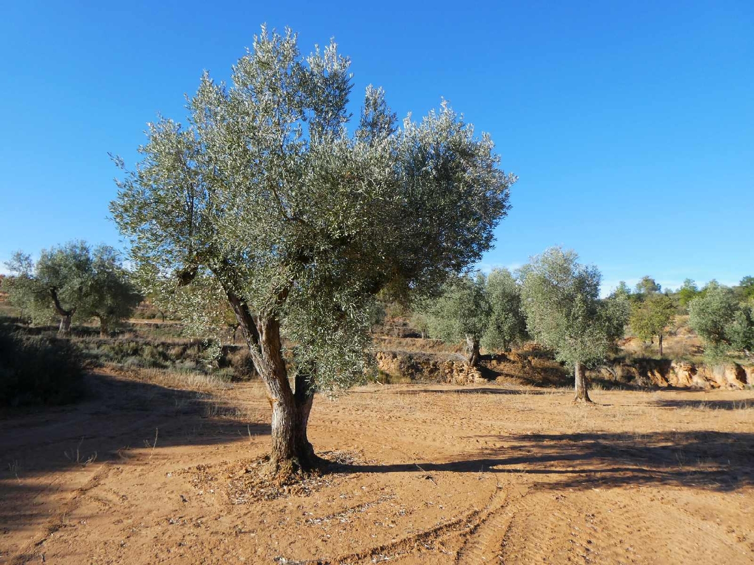  à vendre maison de campagne Maella Bajo Aragón-Caspe 11