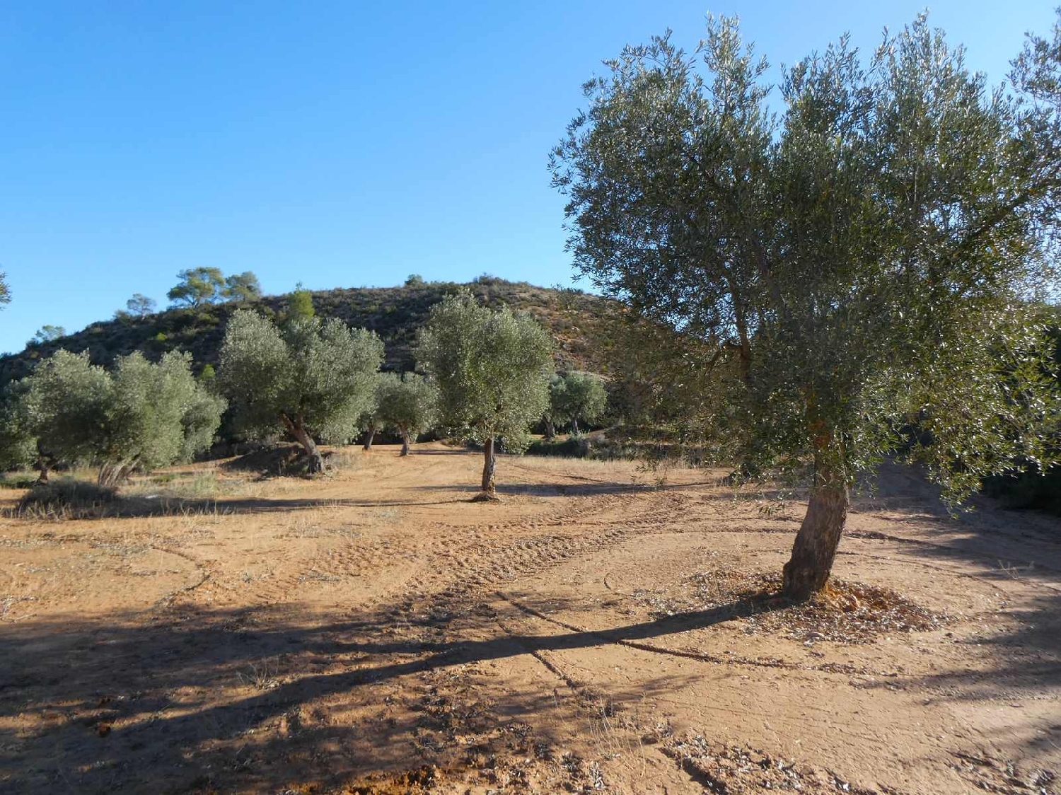  à vendre maison de campagne Maella Bajo Aragón-Caspe 12