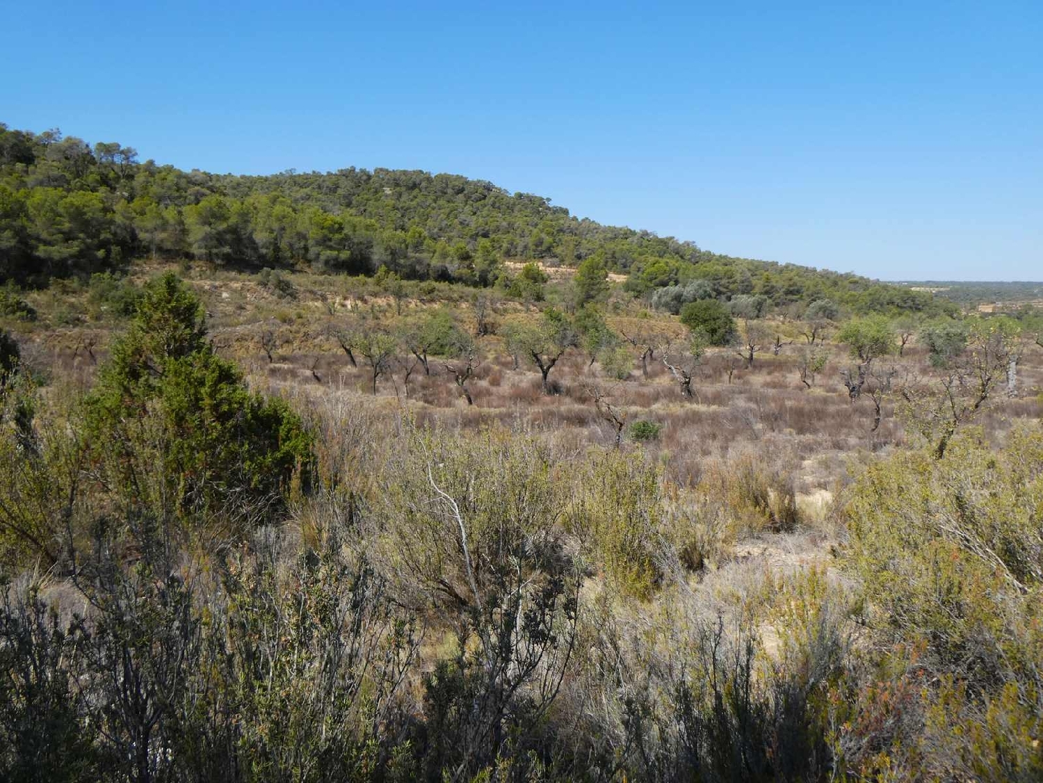  kaufen Landhaus Maella Bajo Aragón-Caspe 12